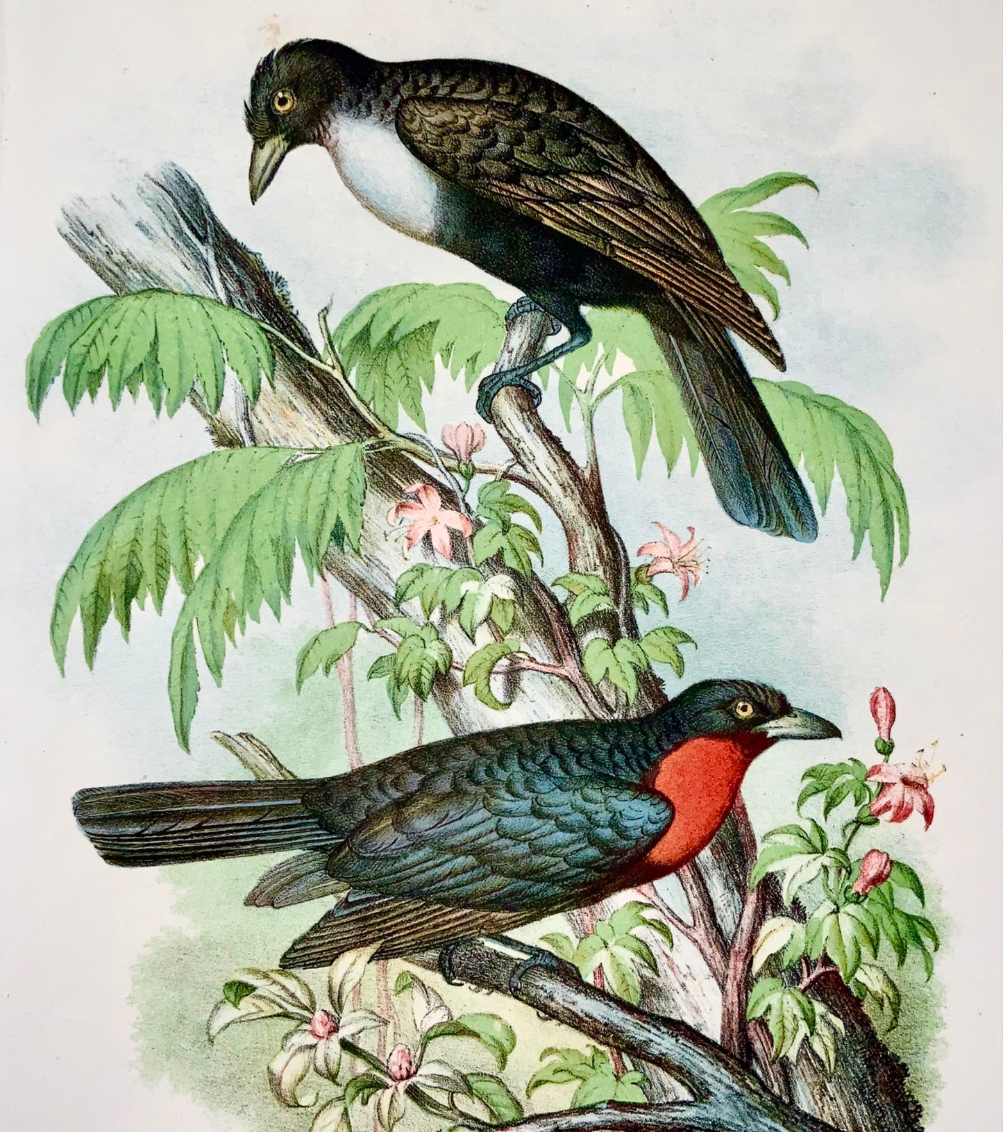1860 Fruitcrow, Fitzinger, colour lithograph with hand finish, ornithology