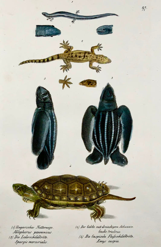 1833 HR Schinz (b1777) TORTOISE Turtle Gecko - Litografia in pietra colorata a mano - Anfibi