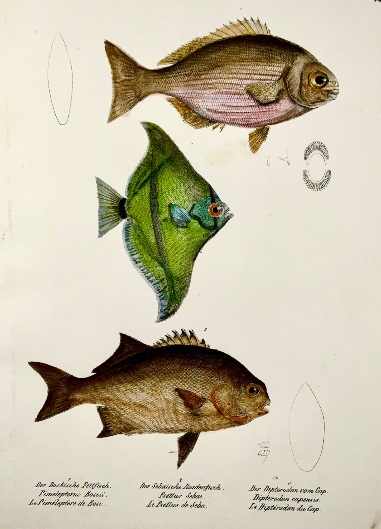 1833 H. Schinz (b1777) Angelfish, Apogon reef fish, handcol. stone lithograph