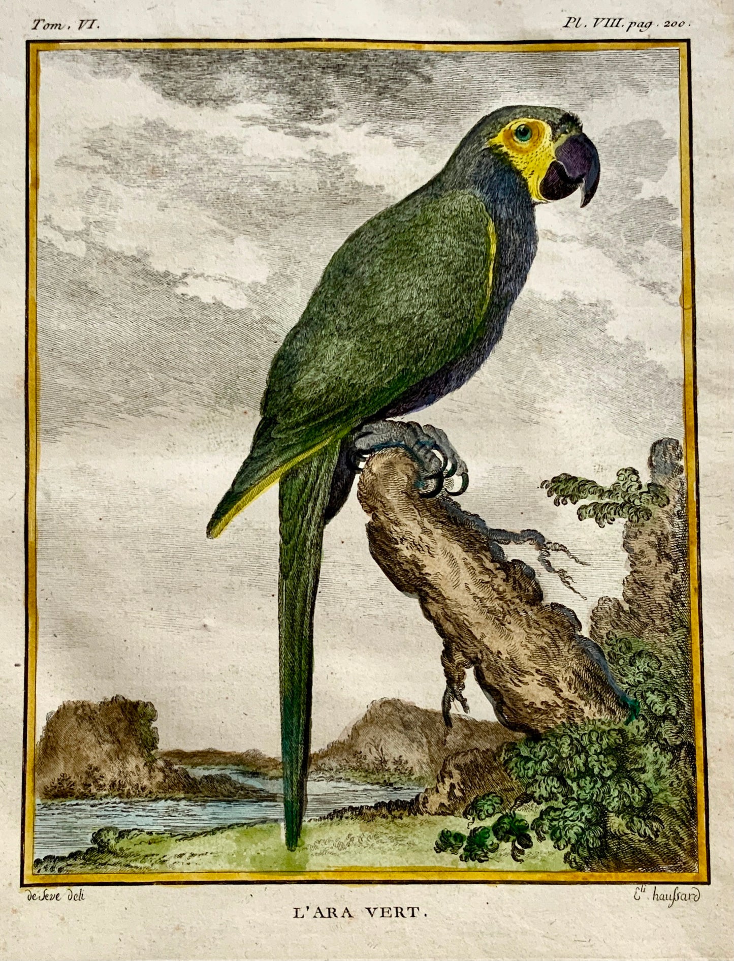1779 Haussard after Jacques de Seve - L’Ara Vert - Parrot - 4to engraving - Ornithology