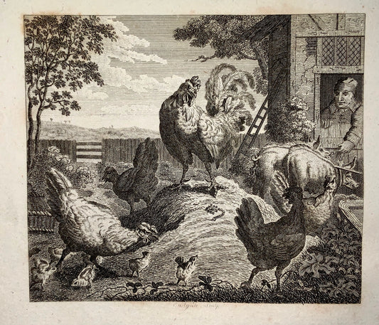 1780 c. John Eastgate, sculp. - Poultry Yard - copper engraving - Agriculture, Ornithology