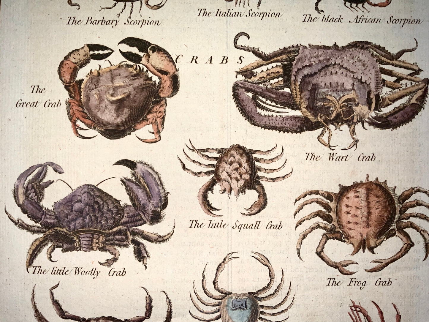 1785 Smith - Crabs Scorpions Spiders Worms tall folio engraving - hand coloured - Marine Aquatics