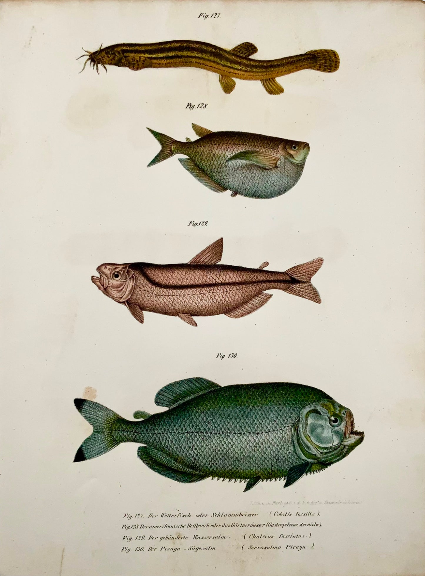 1860 PIRANHA Pleco Tropical Fish - Litografia a colori Fitzinger FOLIO - Con colore a mano aggiunto