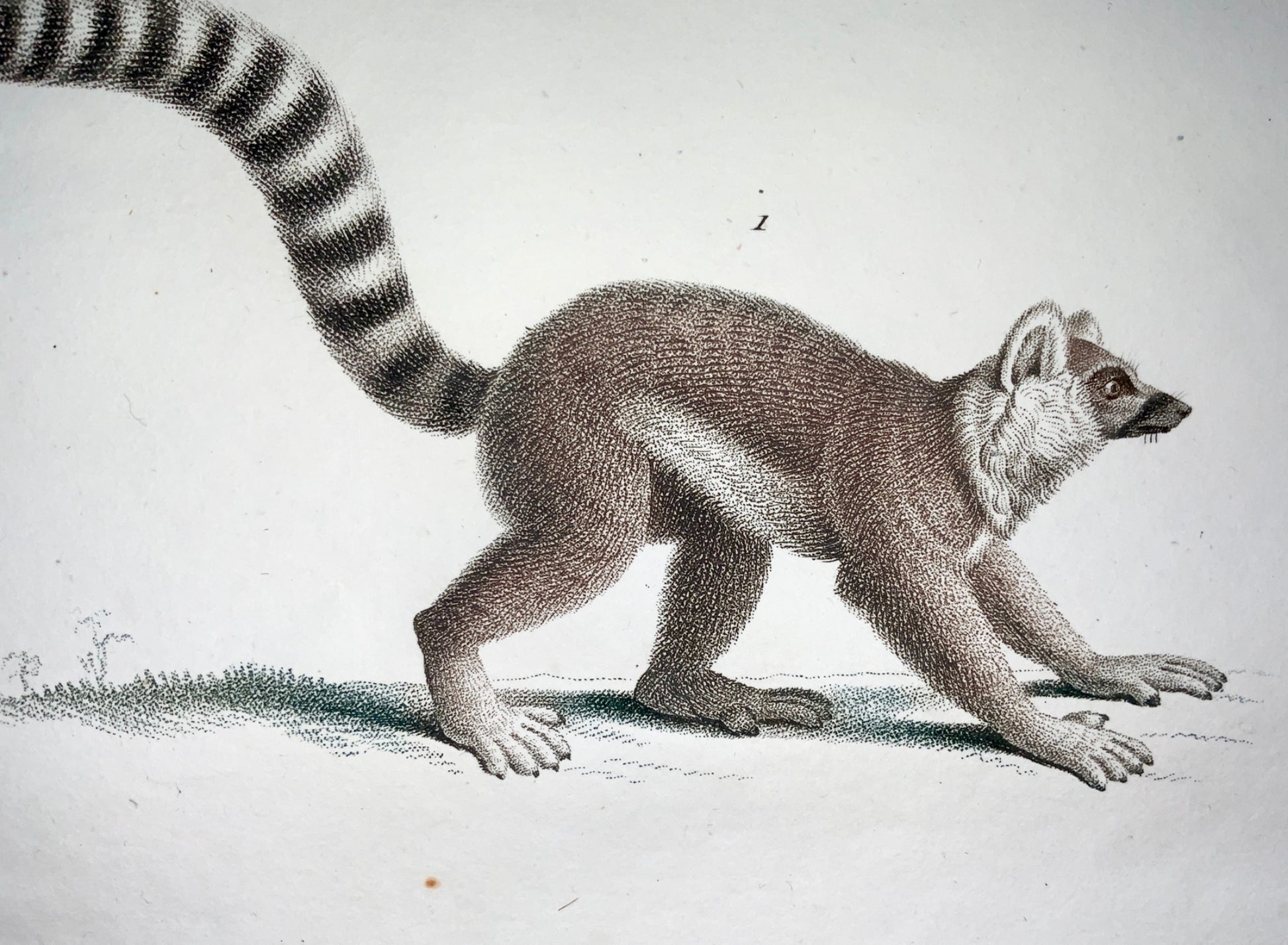 Jean Baptiste Huet [1745-1811] MAKI LEMUR Coloured stipple (crayon manner) - Zoology