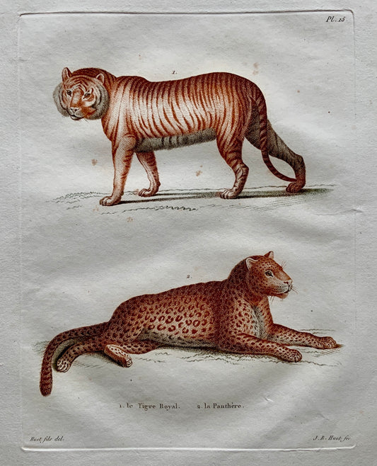 Jean Baptiste Huet [1745-1811] TIGER PANTHER Coloured stipple (crayon manner) - Mammals
