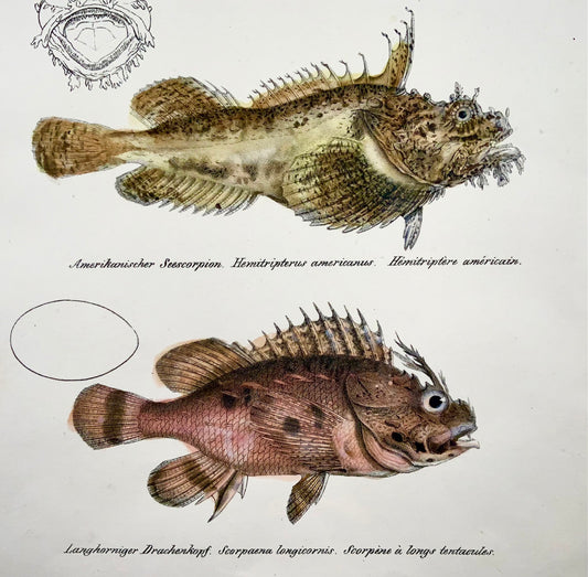 1833 H. Schinz (1777-1861) Lithographie coloriée à la main de chabot de poisson-scorpion