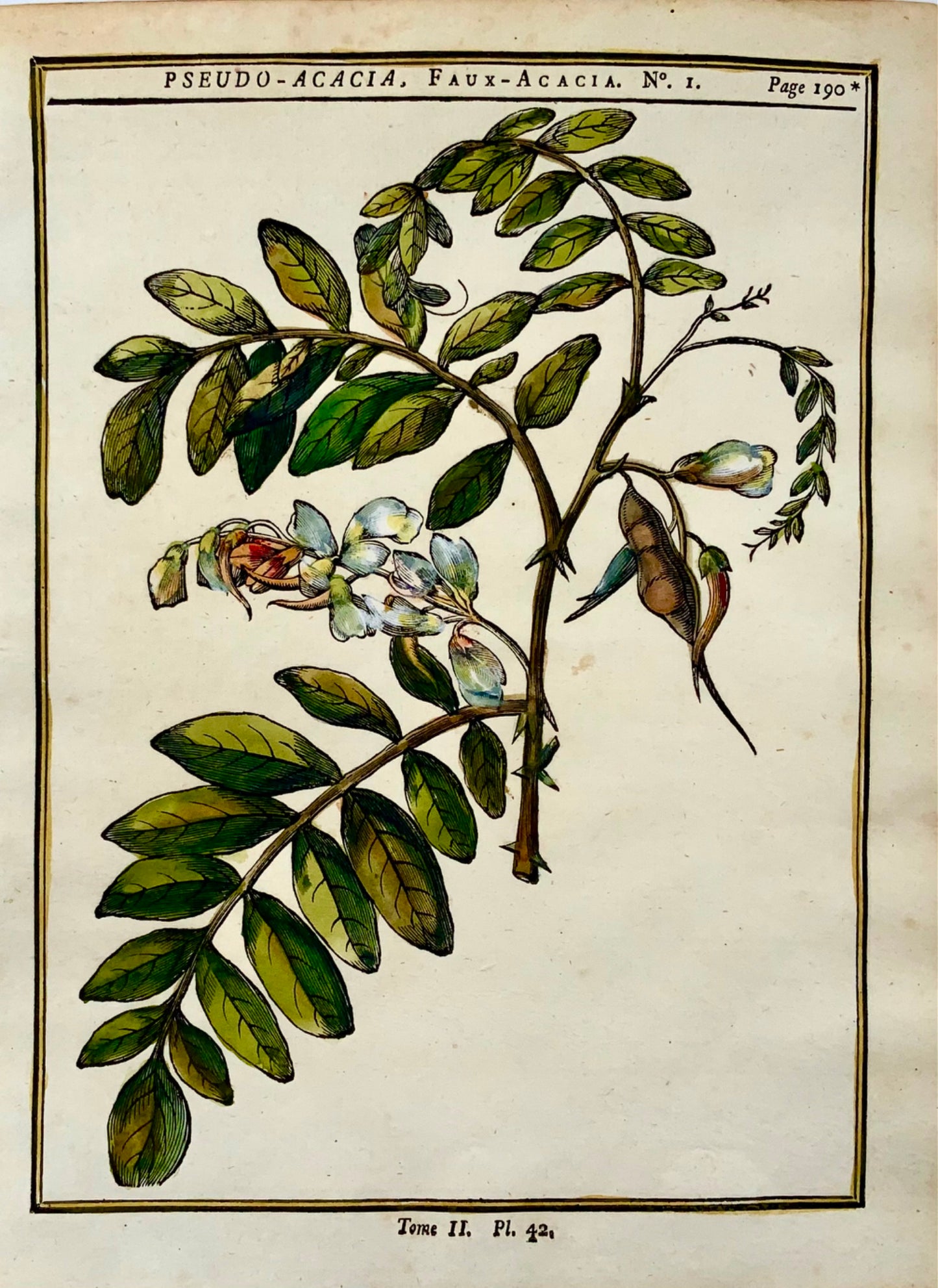 1755 Robinia, Acacia, Giorgio Liberale, xilografia in quarto, botanica, colore a mano