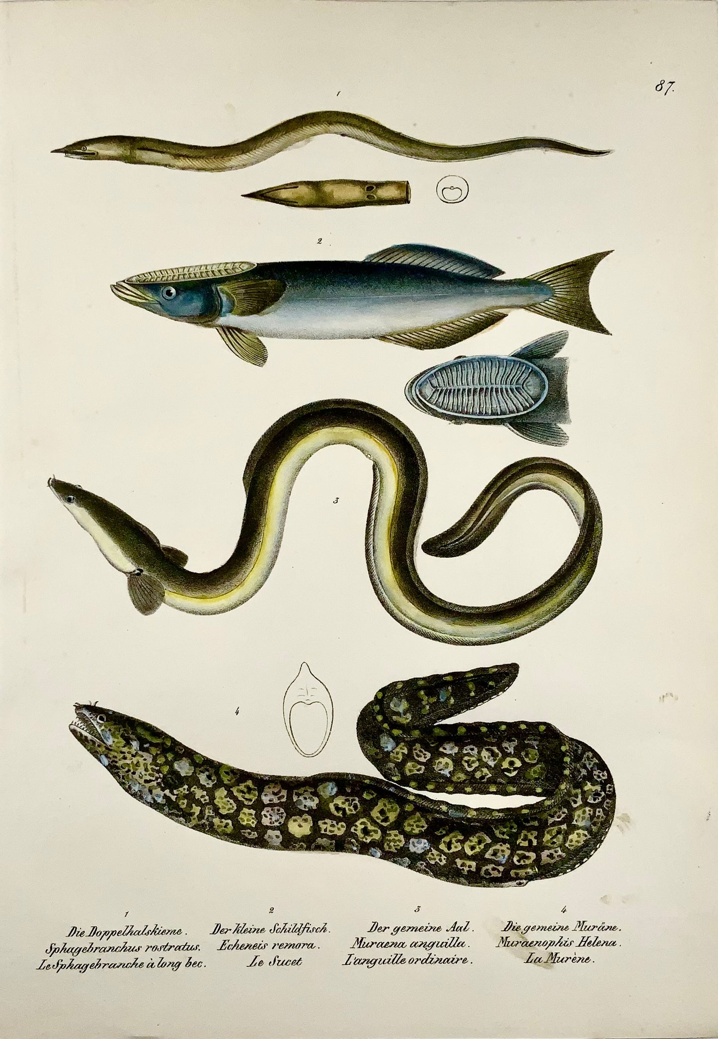 1833 H. Schinz (1777-1861) Morey Eel, Echeneis Fish, Handcoloured stone lithograph