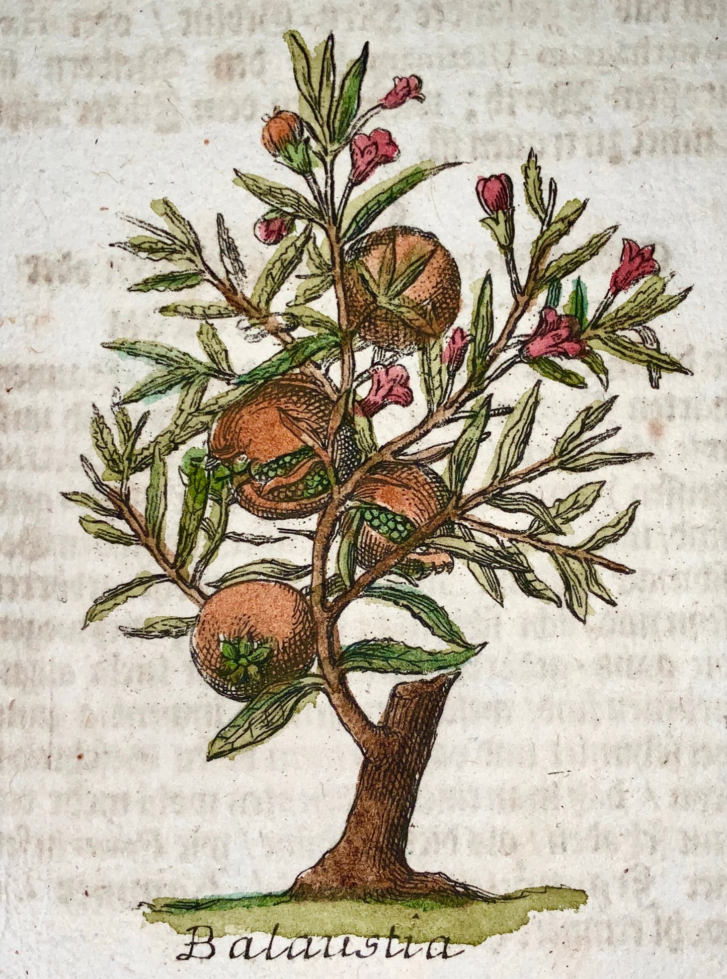 1704 Fruit: Balausta Pomegranate - M. Valentini (1657-1729) - copper engraving - Botany