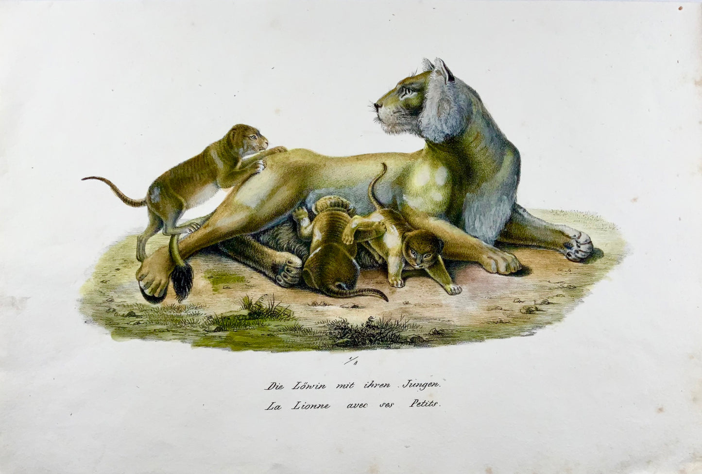 1824 Lioness with Cubs - K.J. Brodtmann hand colored FOLIO lithograph - Mammals