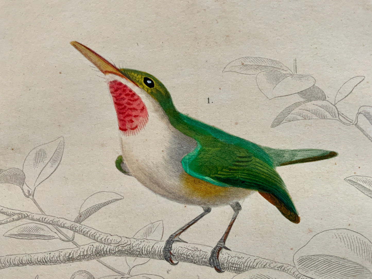 Edouard Travies [1809-1876] Todier Broadbill  original hand colour - Ornithology