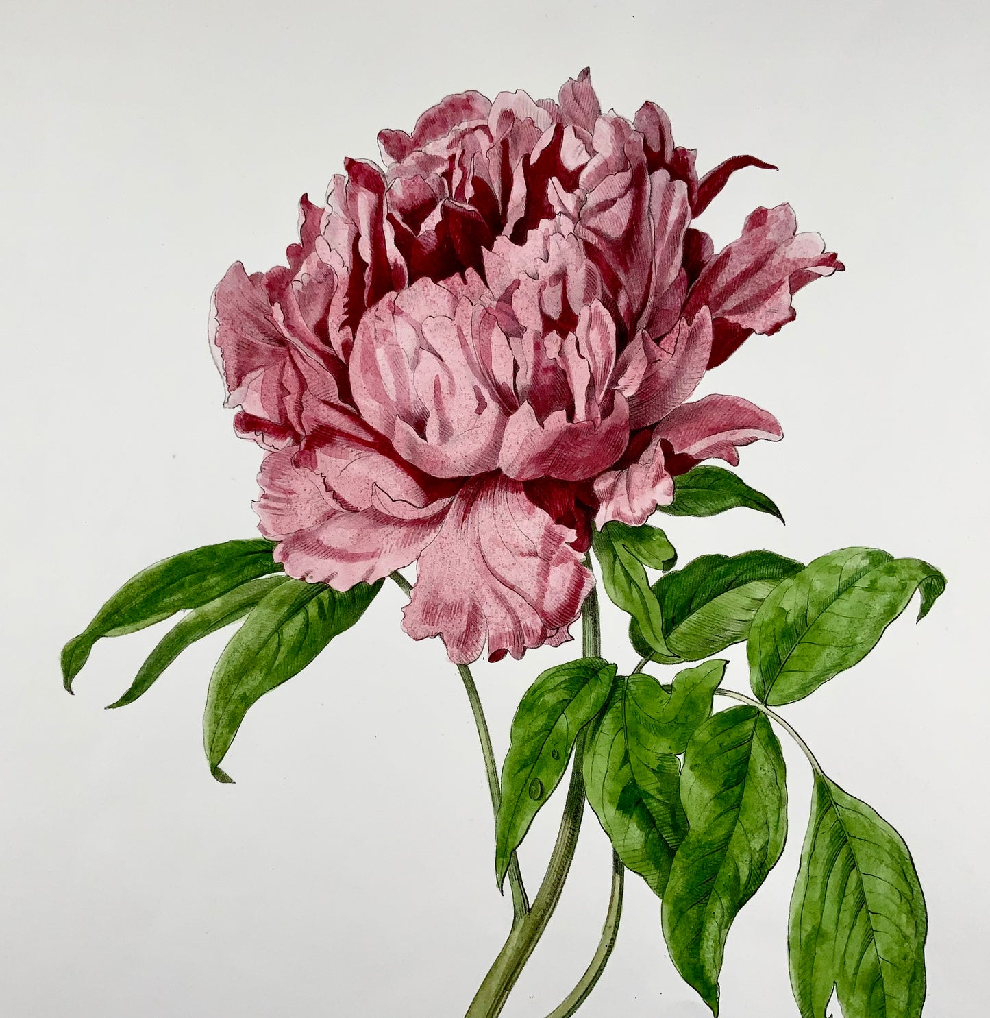 1860c Anton Hartinger, Paeonia Rose, litografia su pietra colorata a mano, folio, botanica