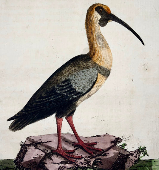 1785 Glossy Ibis, John Latham, quarto, ornitologia, incisione colorata a mano