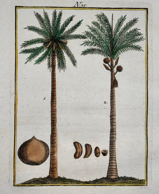 1790 PALME NOCI DI COCCO Botanica - Joh. Sollerer - incisione colorata a mano