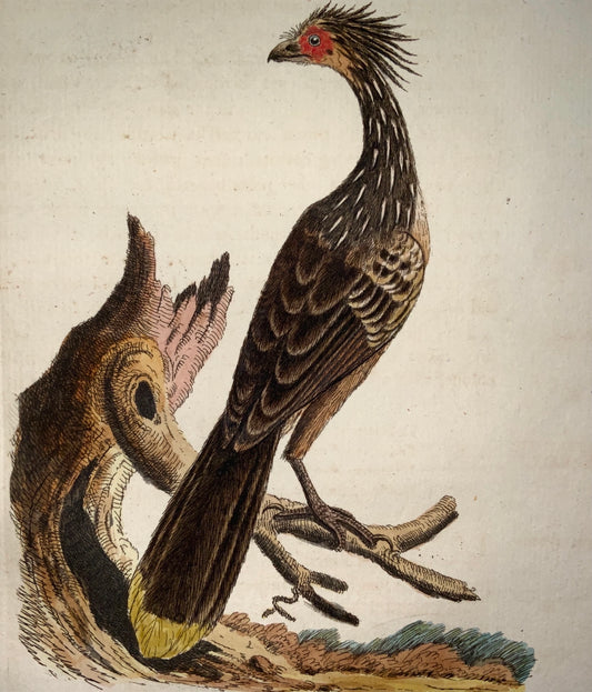 1785 John Latham - Synopsis - CRESTED PHEASANT - hand coloured engraving - Ornithology
