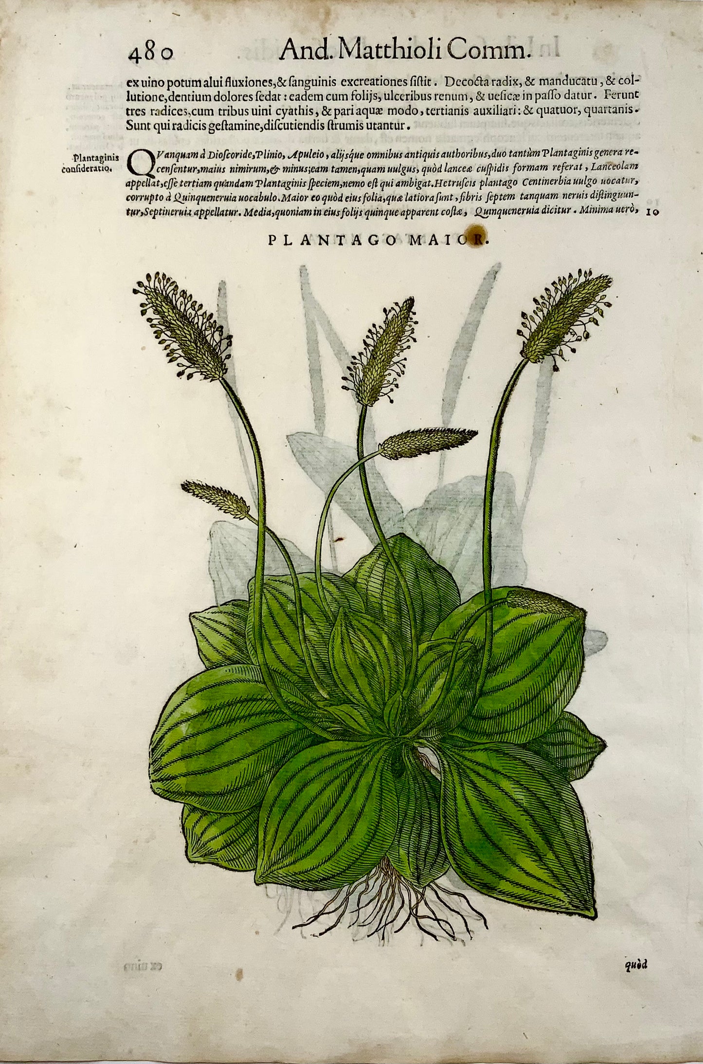 1562 Plantains [Plantago] - Matthioli Botanical - Folio 2 gravures sur bois - Couleur à la main