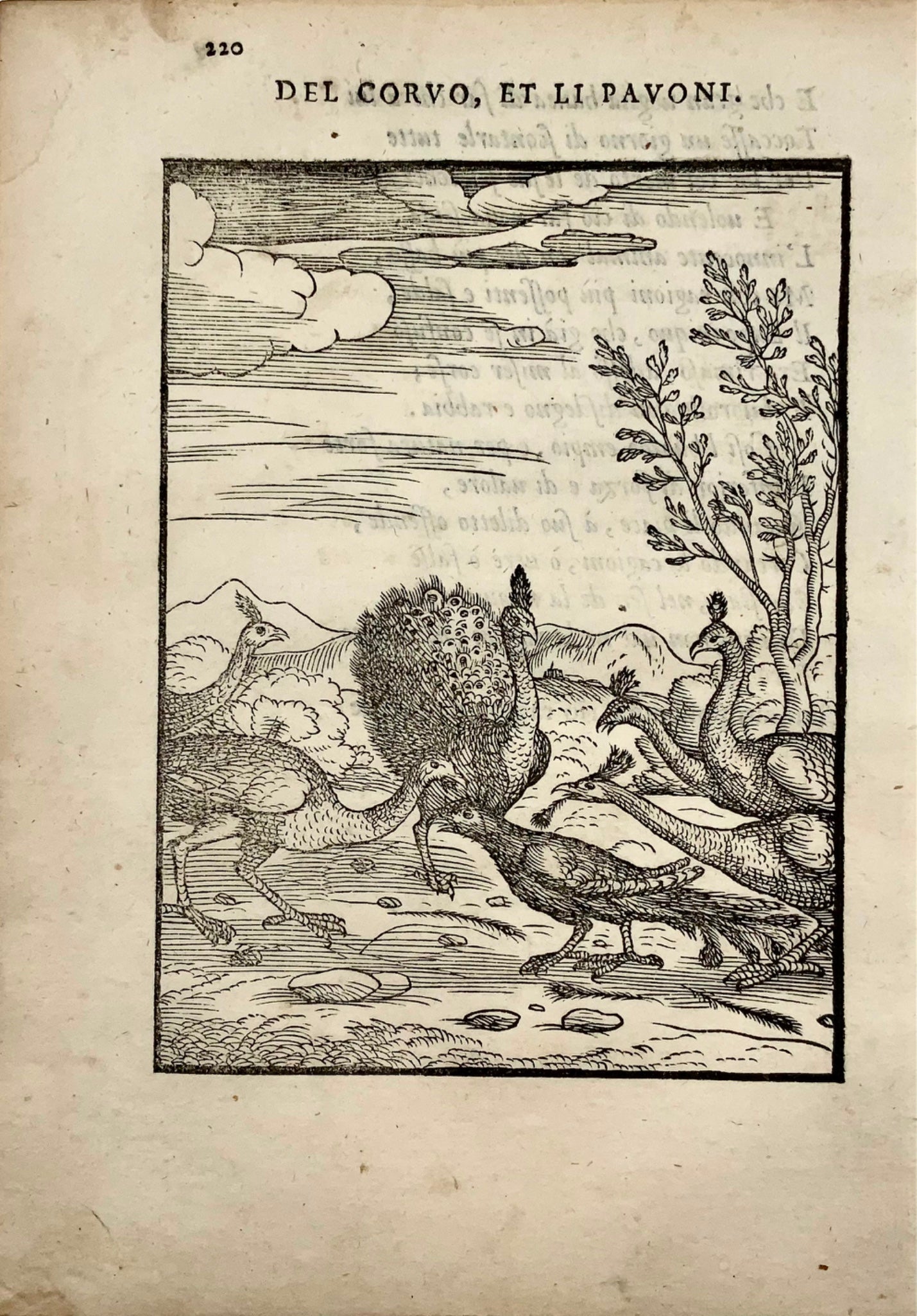 Gio. M. Verdizzotti (1525-1600); I pavoni e il corvo - foglia xilografia 1570 - Favole