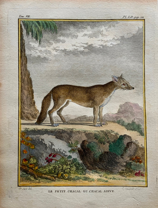 1766 De Seve; Houserd JACKAL large QUARTO edition hand colored engraving - Mammal