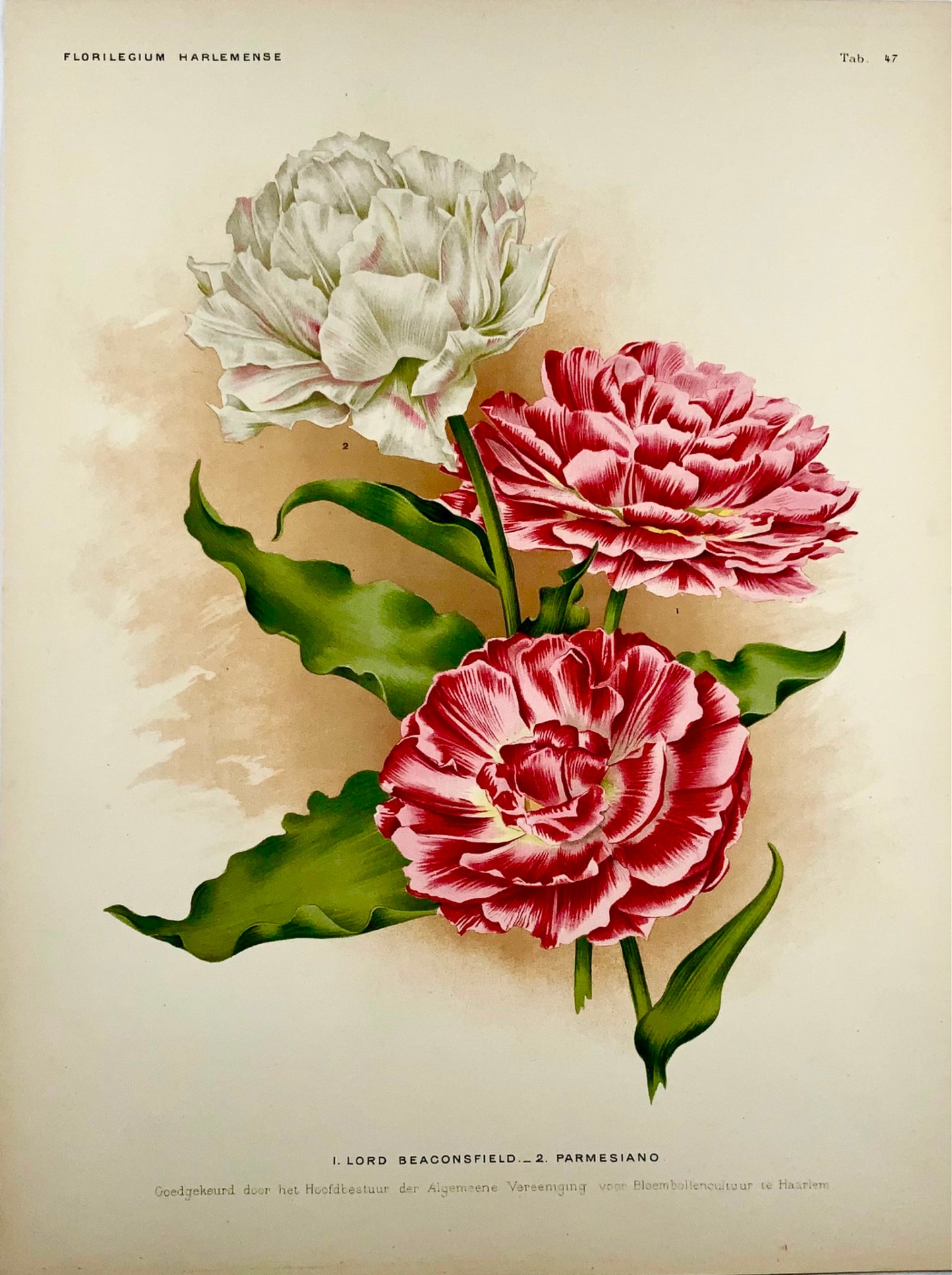1901 Lord Beaconsfield Tulips - Florilegium Harlemense - 36cm - Botany