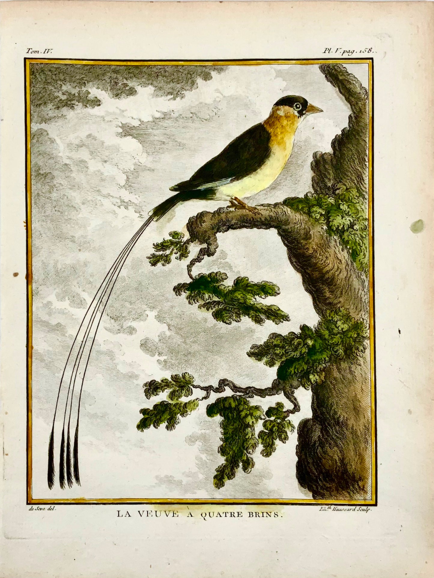 1779 de Sève - Veuve à quatre brins - Ornithologie - Gravure in-4 grande édition