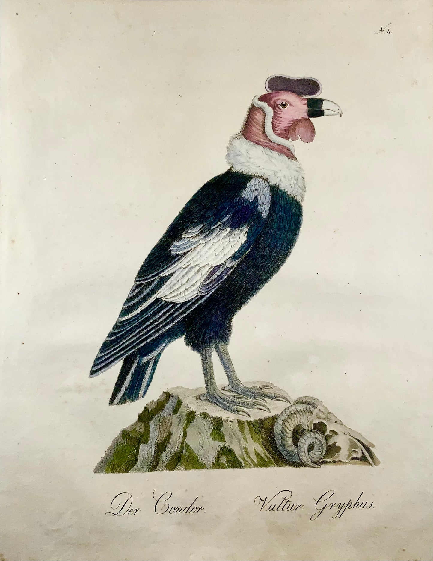 1816 Condor; K. Jos. Brodtmann, imp. folio 42,5 cm 'Incunaboli della litografia', ornitologia