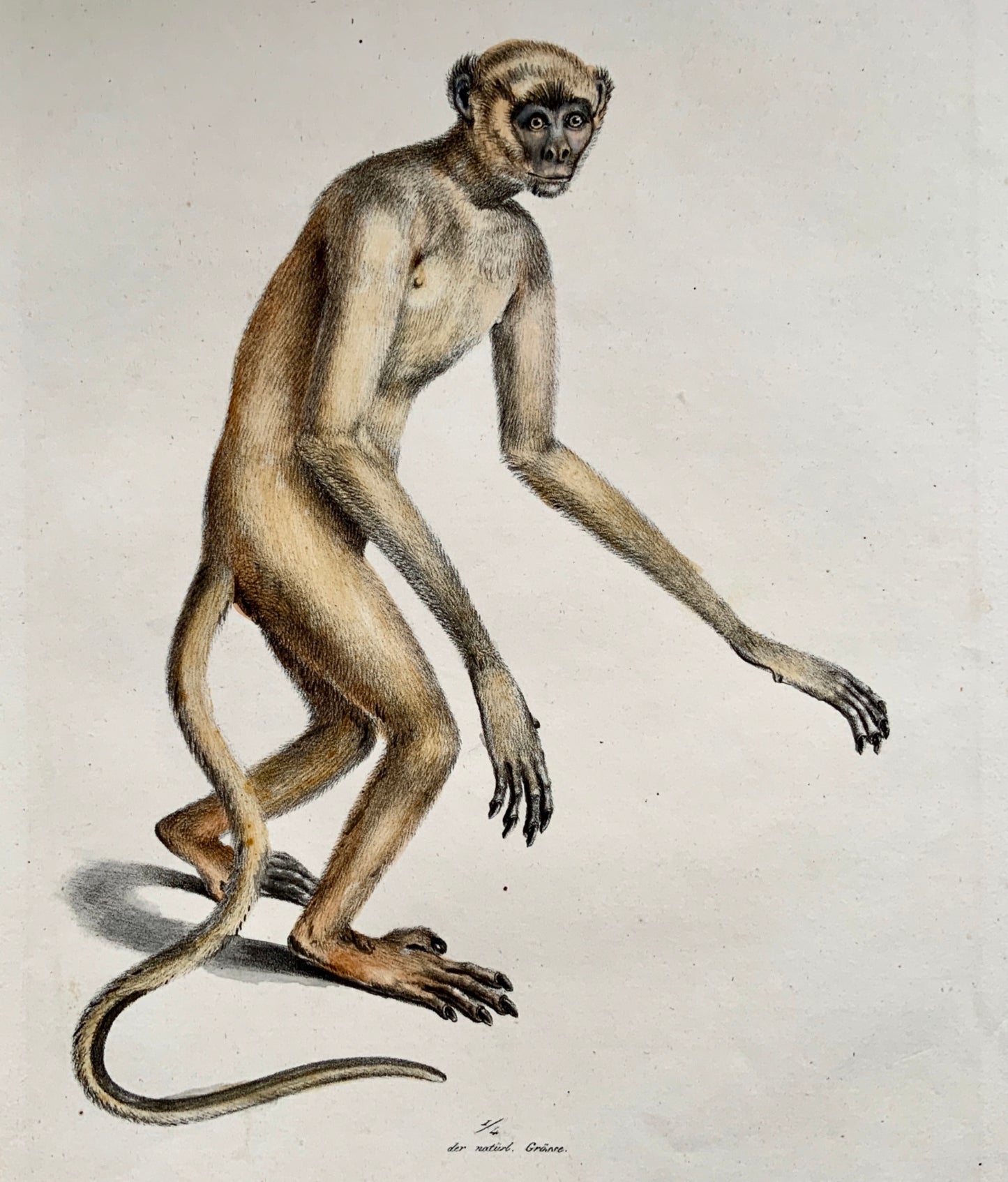 1824 Miriki Monkey - Mammals - K.J. Brodtmann hand colored FOLIO lithograph