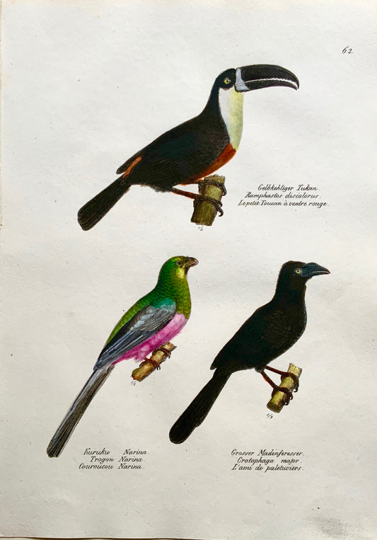1830 TUCAN Trogon Ornithology - Brodtmann hand coloured FOLIO lithography