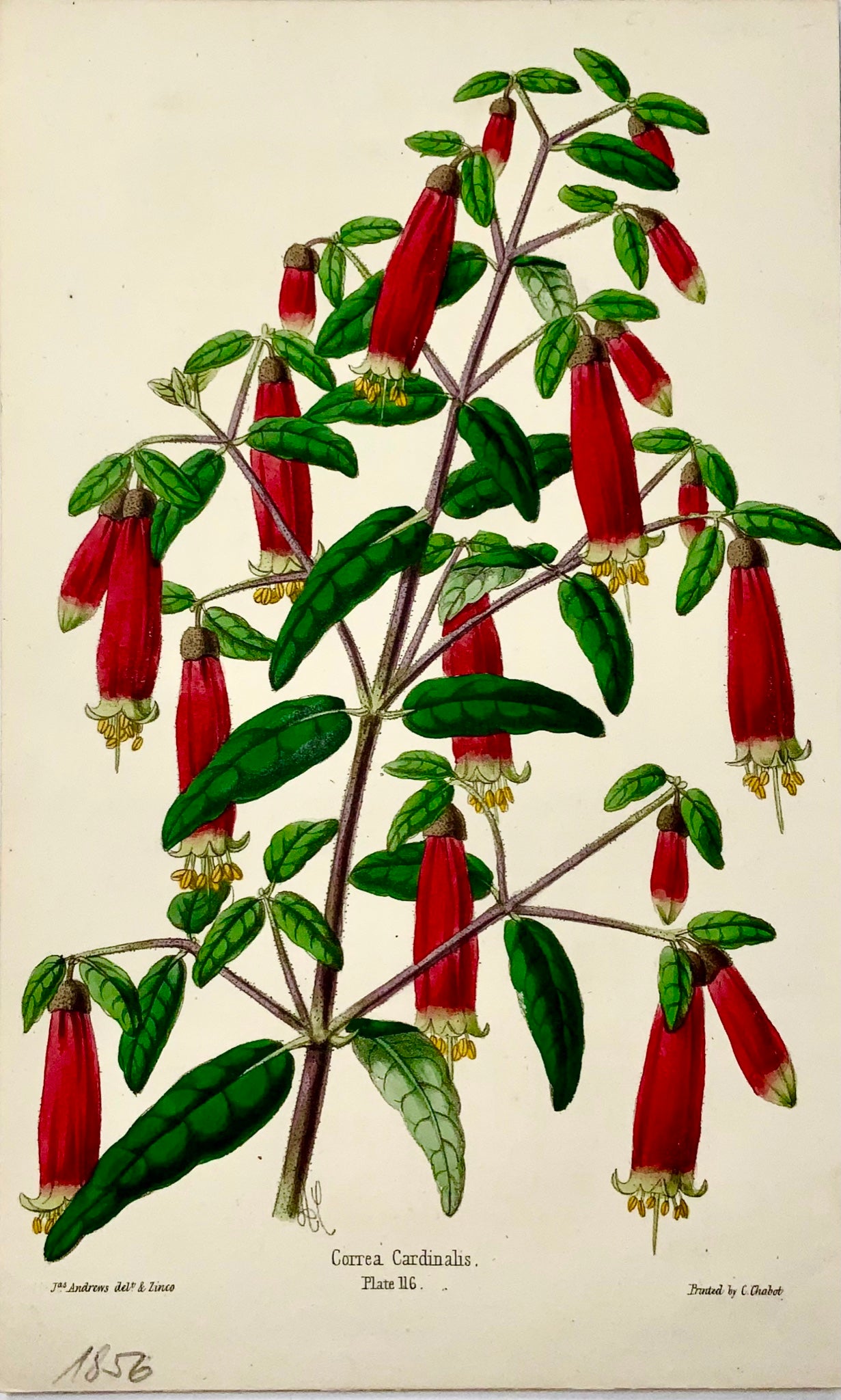 1856 Correa Cardinalis, James Andrews, squisito colore a mano, botanica