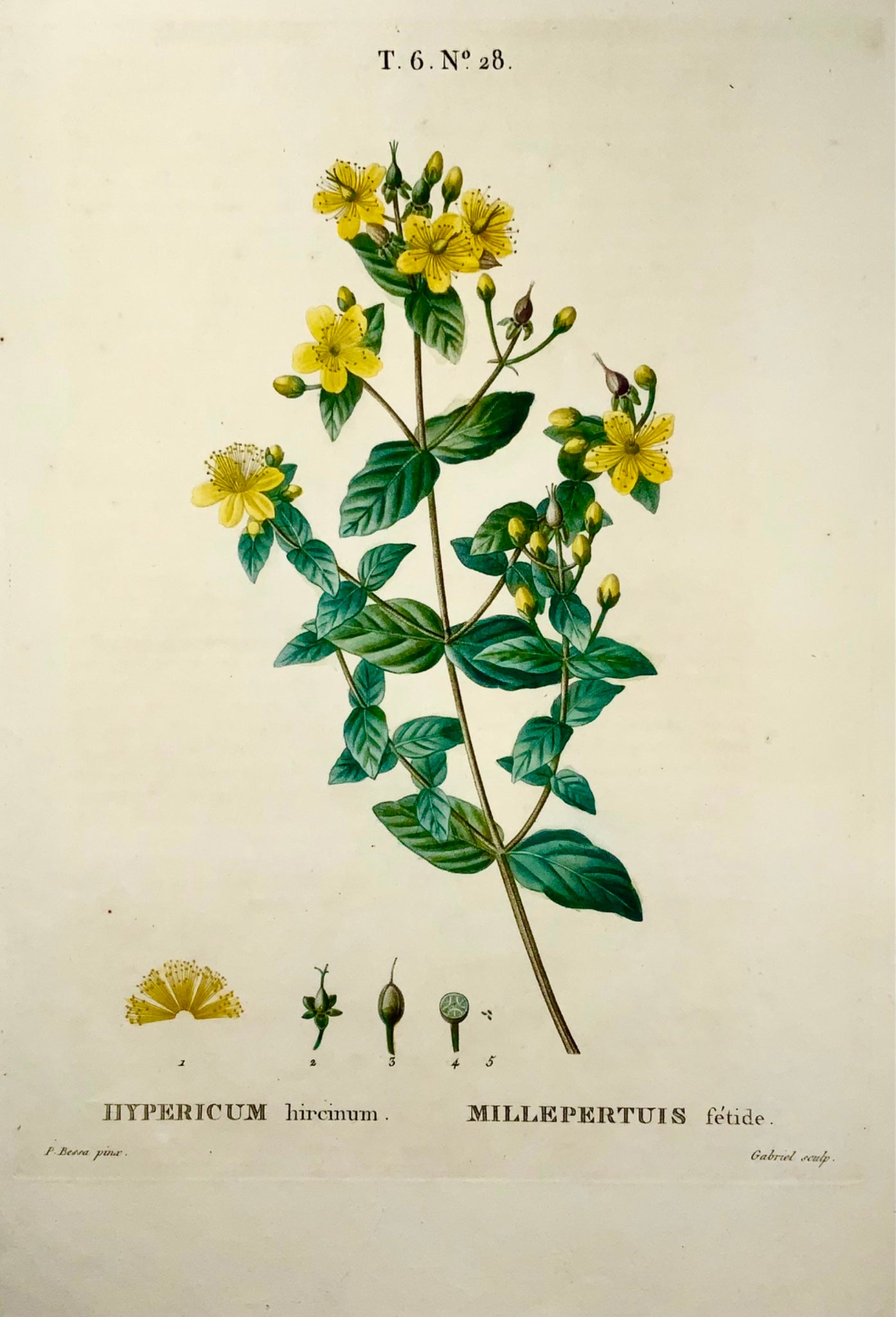 1801 Erba di San Giovanni, Bessa, Gabriel, incisione su foglio, finitura a mano, botanica