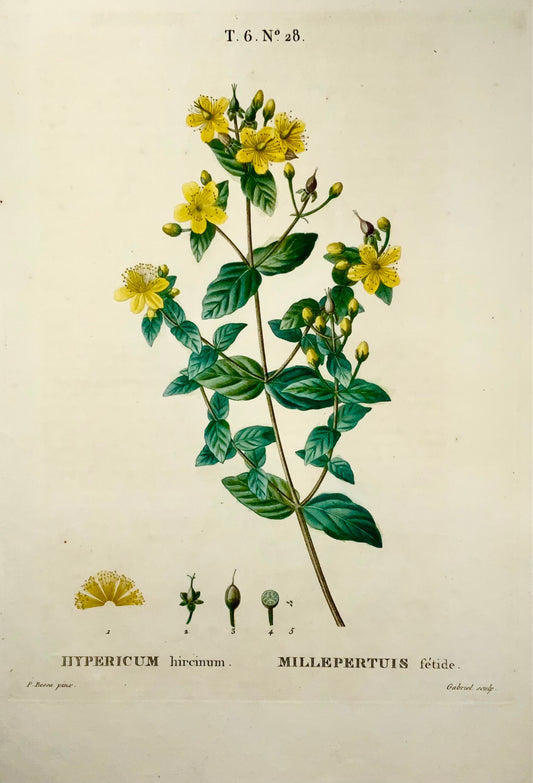 1801 Erba di San Giovanni, Bessa, Gabriel, incisione su foglio, finitura a mano, botanica