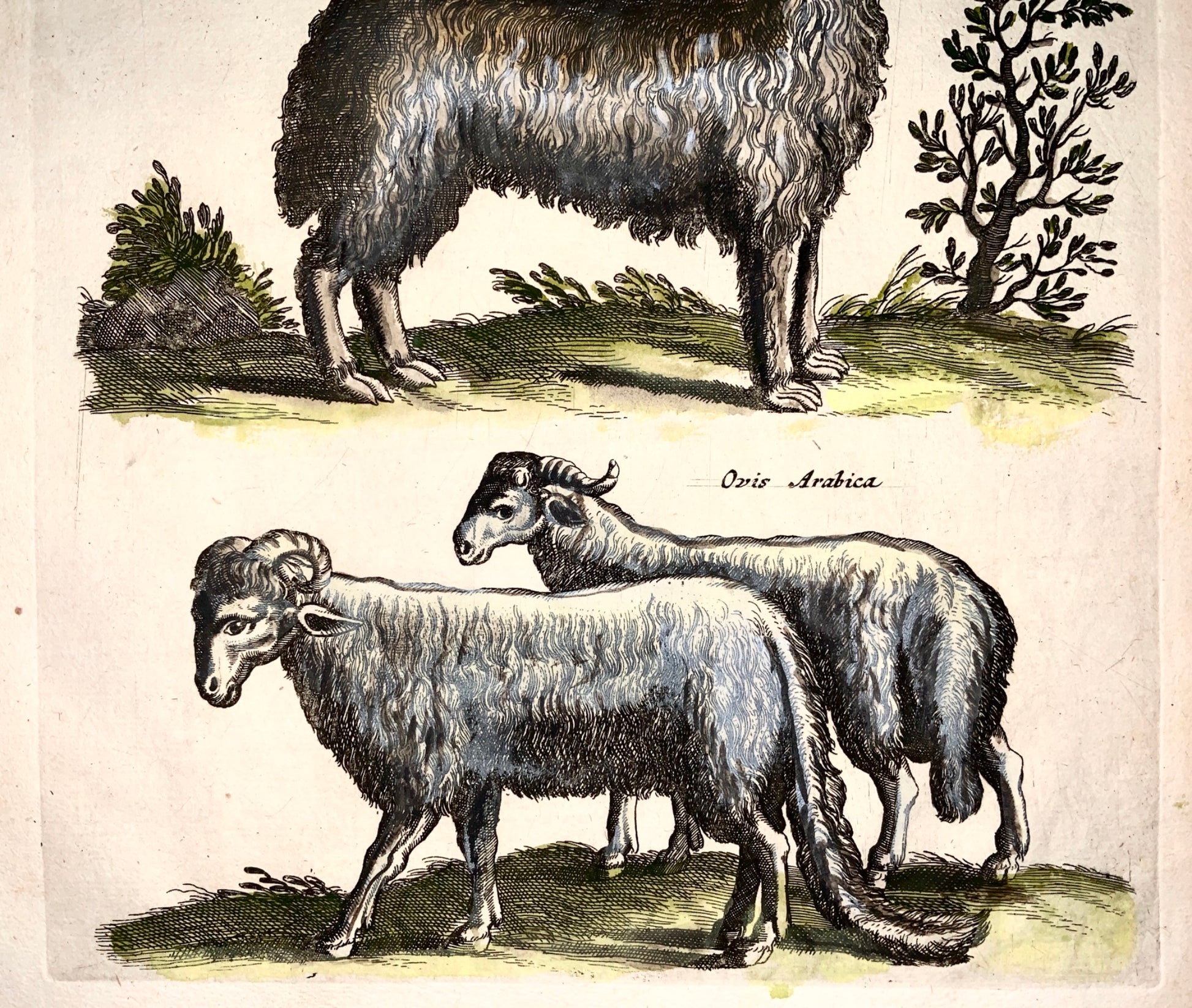 1657 Mat. Merian - Arabian Sheep, Lama - Folio hand coloured engraving - Mammals