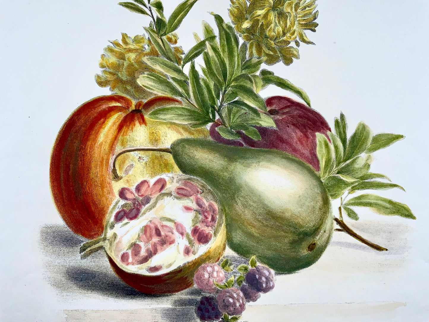 1836 A. Weiss ; Desguerrois - Fin Bouquet de Fruits - couleur originale à la main