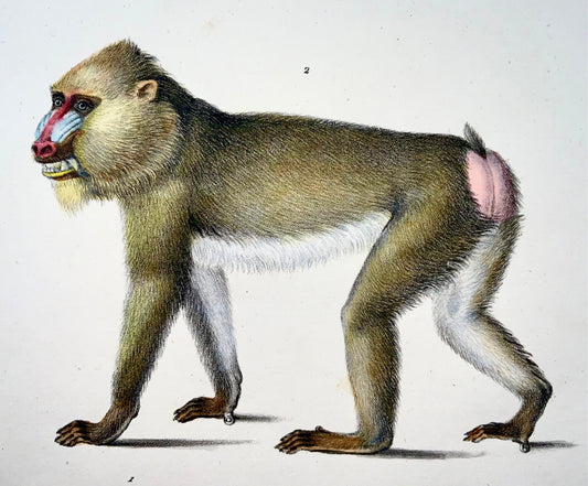 1824 Mandrill, Baboon, Brodtmann, hand colored, folio stone lithograph, mammals