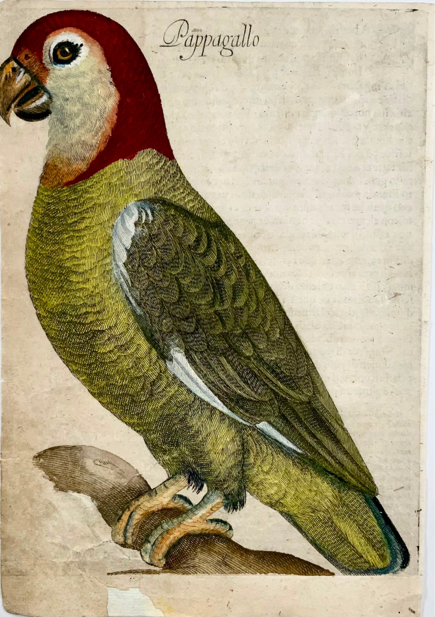 1622 Antonio Tempesta; Fr. Villamena PARROT Bird - Master Engraving