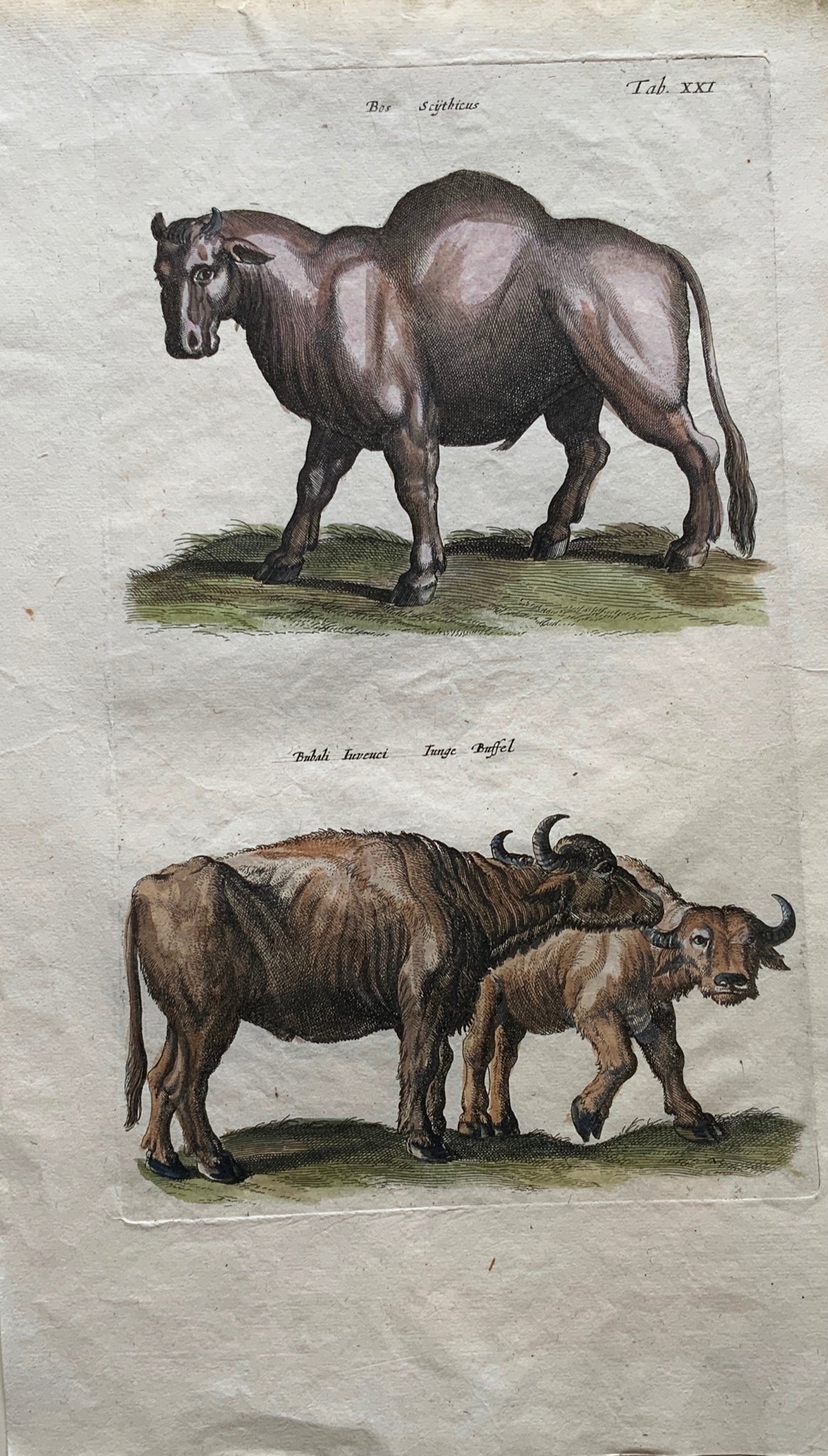1657 BUFFALO Bison Bos Bull - Mammal - Matt. MERIAN Folio Handcolored Engraving