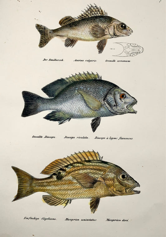 1833 H. Schinz (1777-1861) SEA BREAM Snapper Ruffe Fish - Handcol. lithograph