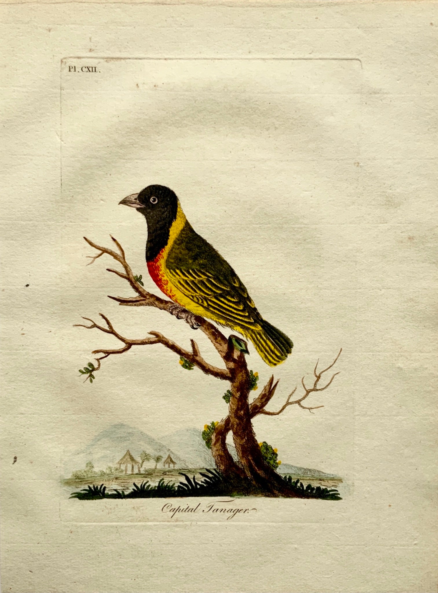 1785 John Latham - Synopsis - Black-Headed WEAVER BIRD Ornithology - hand coloured