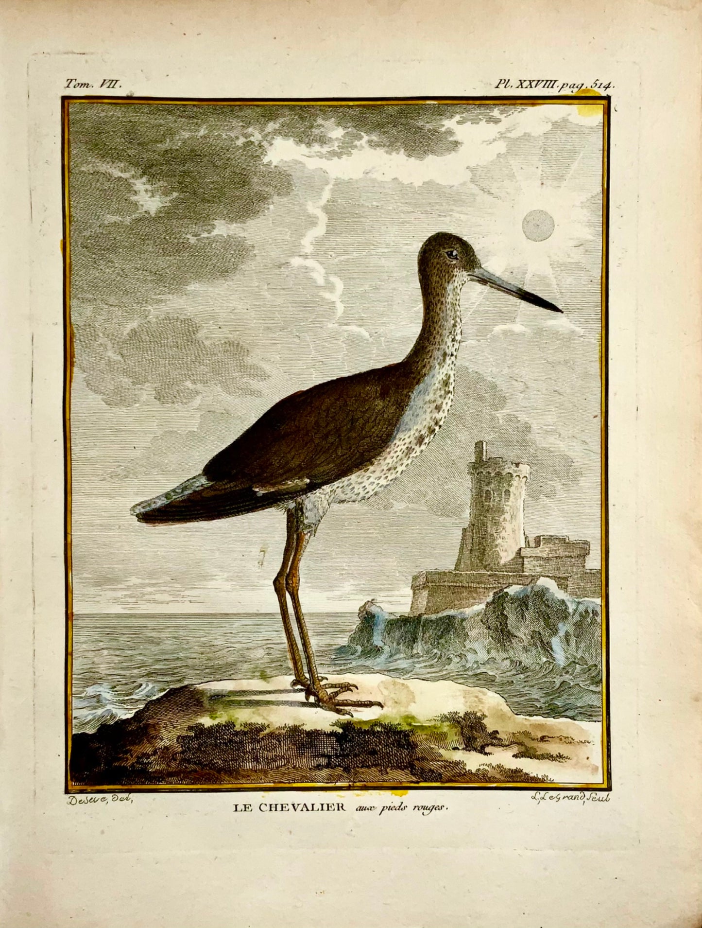 1779 de Seve - COMMON REDSHANK - Ornithology - 4to Large Edn engraving