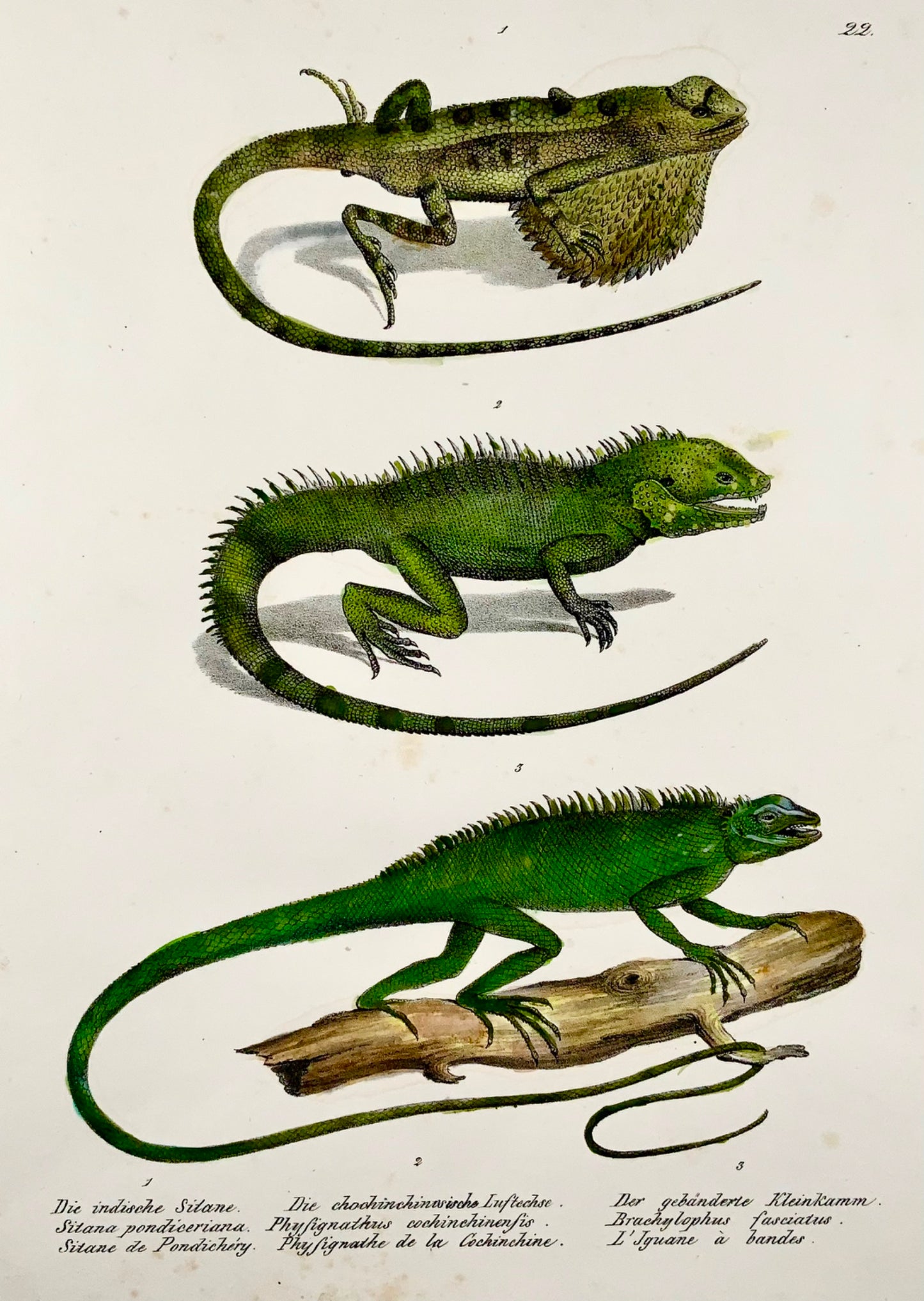 1833 HR Schinz (b1777) SITANA Dragon Lizards - Litografia in pietra colorata a mano - Rettili