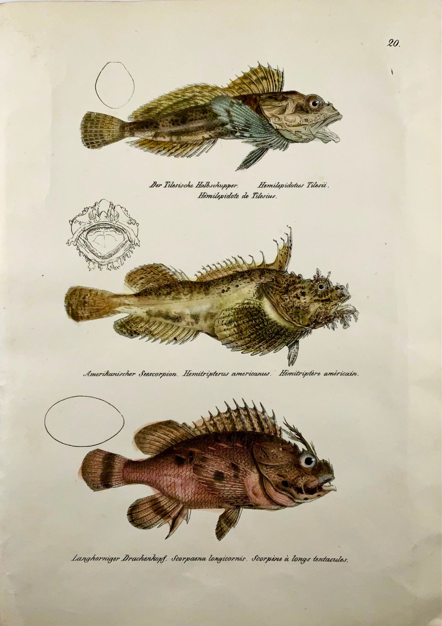 1833 H. Schinz (1777-1861) Lithographie coloriée à la main de chabot de poisson-scorpion