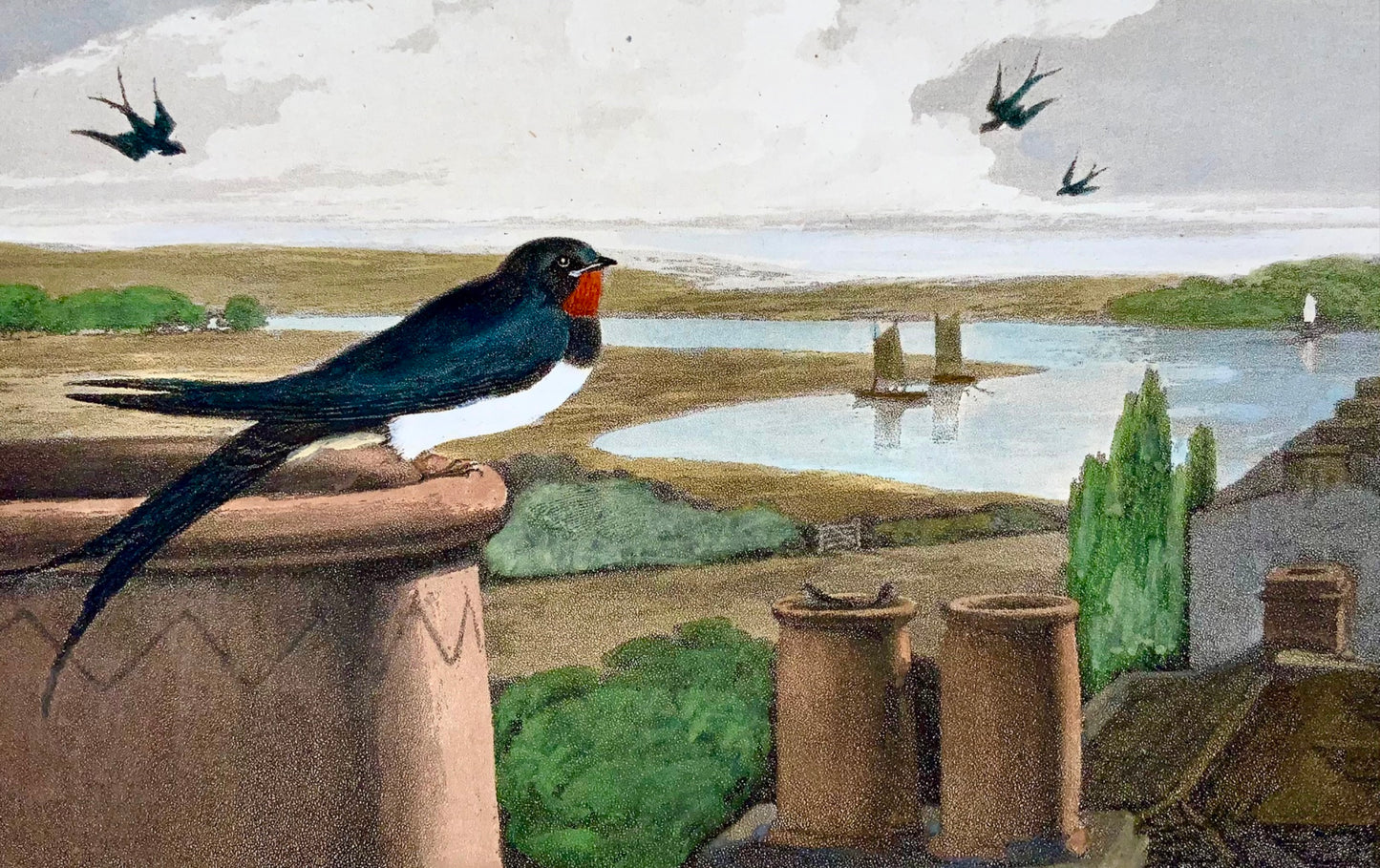 1807 William Daniell, Swallow, ornithology, hand coloured aquatint