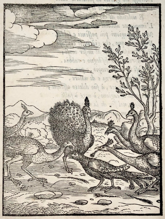 Gio. M. Verdizzotti (1525-1600); I pavoni e il corvo - foglia xilografia 1570 - Favole