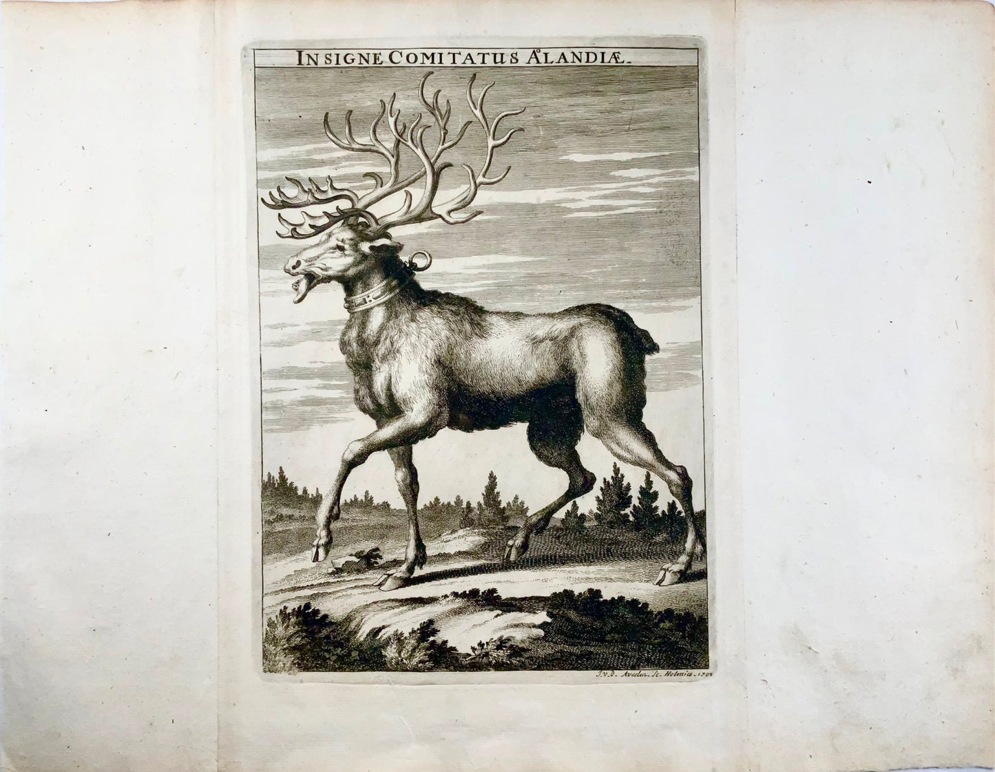1705 Aveelen, Reindeer, Finland, large copper engraving, mammals
