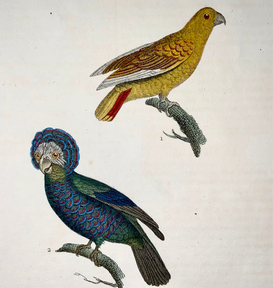 1830 Parrots, Festive Amazon, birds, Madame C. Pillot, hand coloured engraving