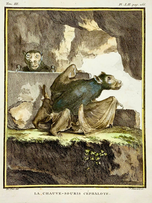 1766 De Seve - BAT Cephalote - large QUARTO edition hand colored engraving - Mammals