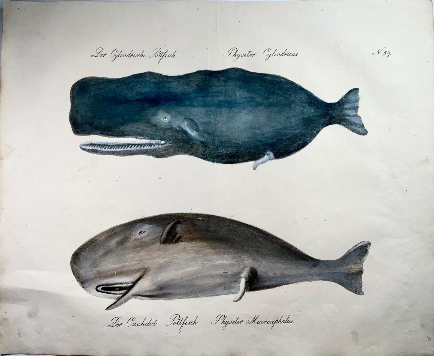 1816 Sperm whales, Brodtmann, Imp. folio 42.5 cm, incunabula of lithography