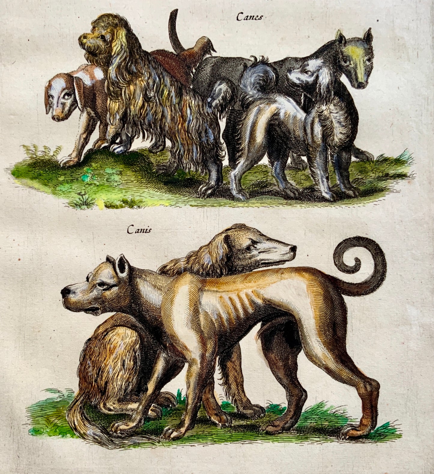 1657 Domestic Dogs - Mammal - Matt. MERIAN Folio Handcolored Engraving