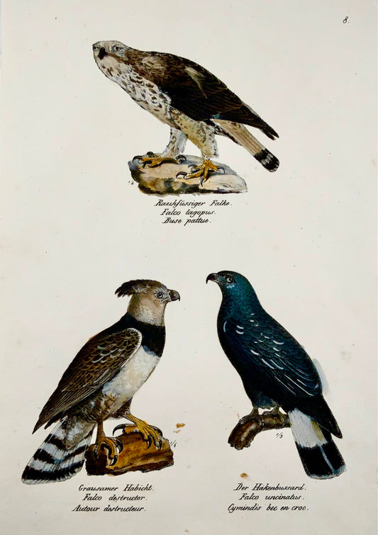 1830 FALCON Uccelli rapaci - Ornitologia Brodtmann litografia FOLIO colorata a mano
