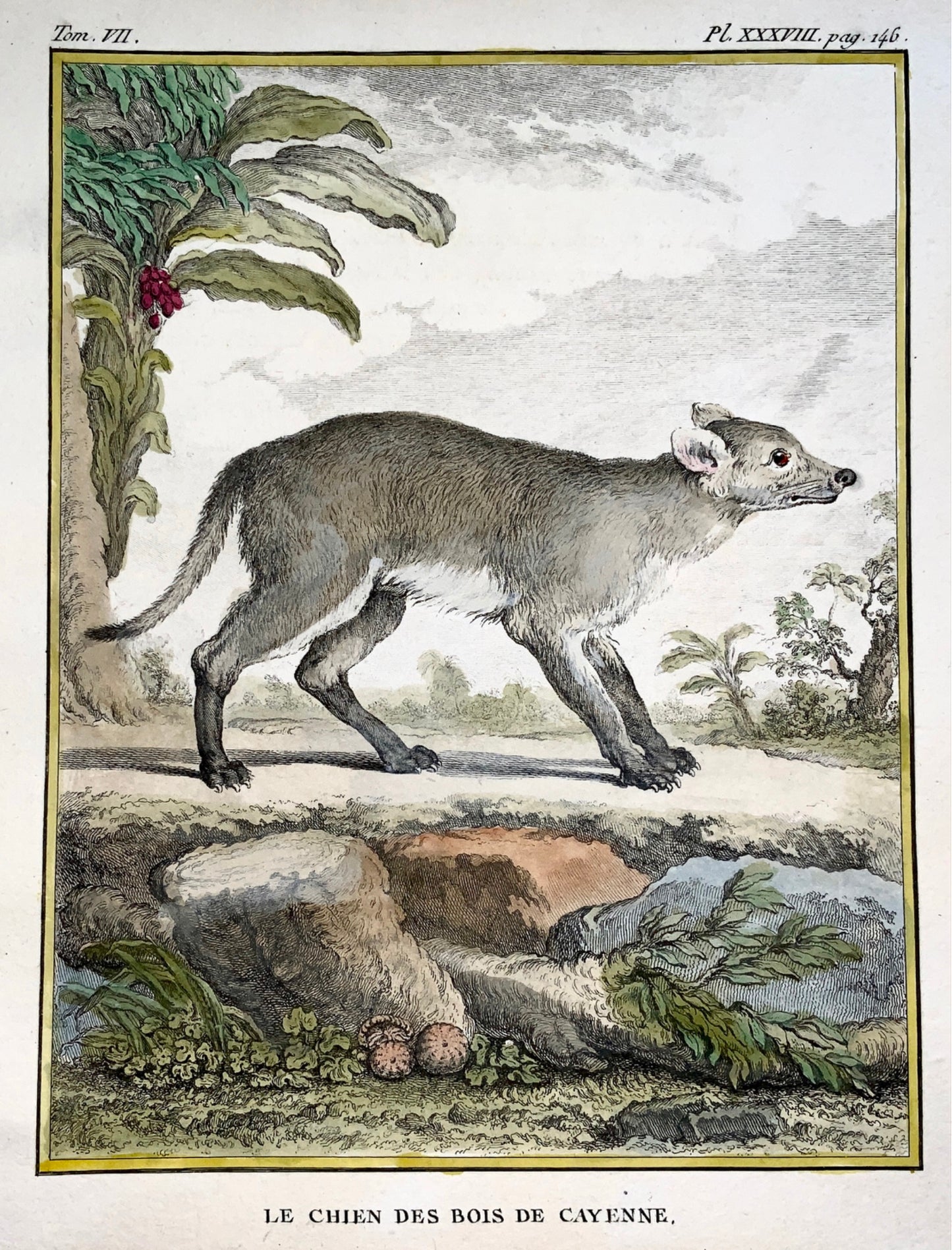 1766 De Seve; AMERICAN BUSH DOG large QUARTO edition hand colored engraving - Mammal