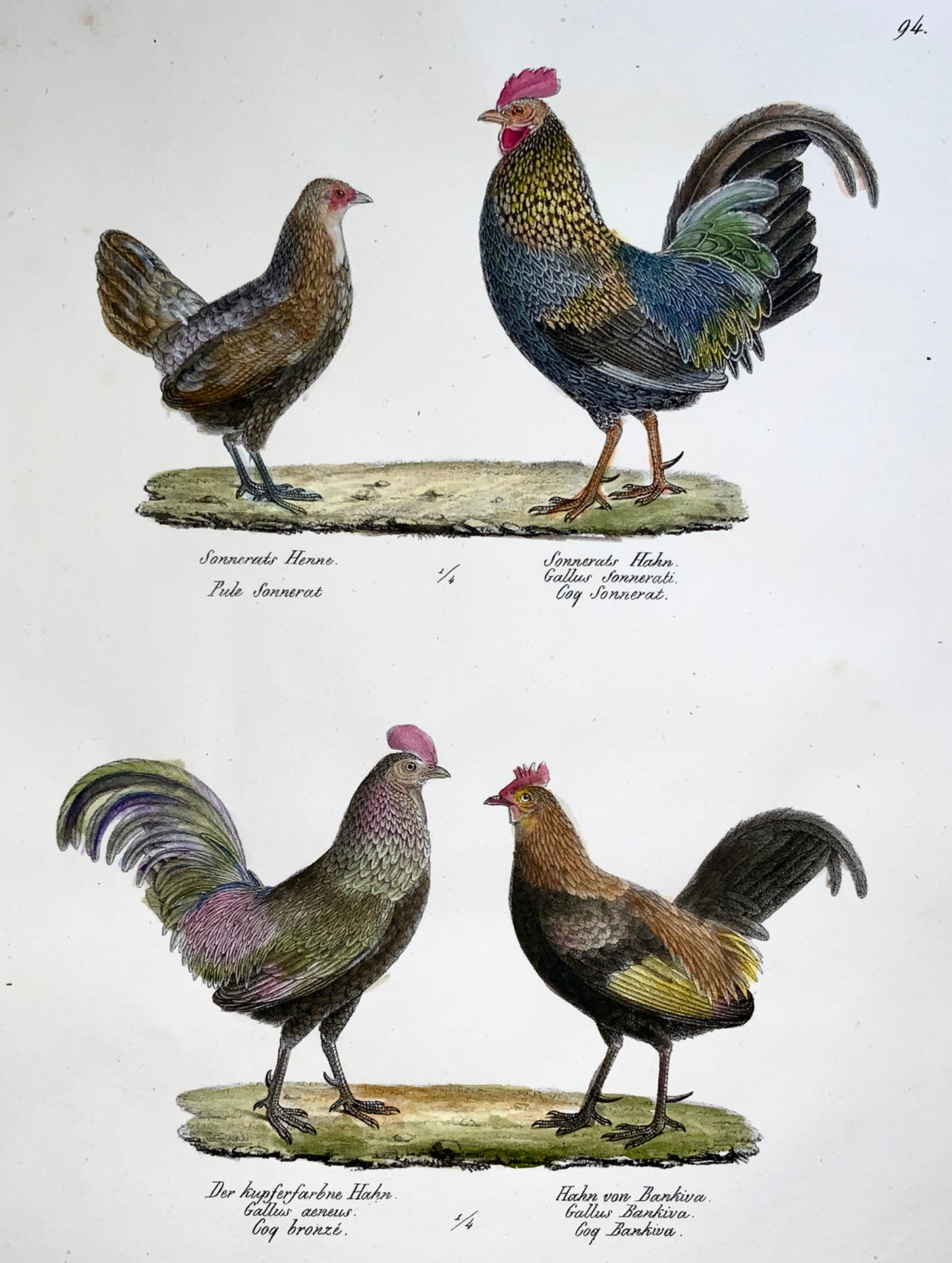 1830 POULTRY Cockerels Ornithology - Brodtmann hand coloured FOLIO lithograph